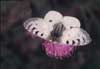 Kleine apollovlinder 1 (Parnassius phoebius)